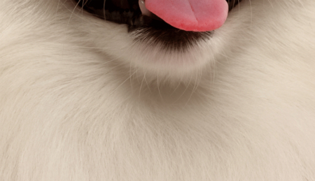 Nhìn hình đoán tên động vật Nhìn hình đoán tên động vật