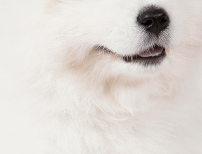 Nhìn hình đoán tên động vật Nhìn hình đoán tên động vật