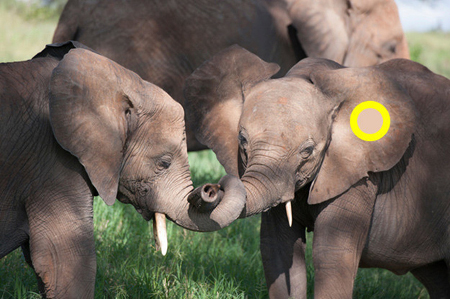 Phân biệt màu sắc Phân biệt màu sắc