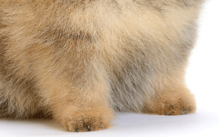 Nhìn lông đoán chó hay mèo Nhìn lông đoán chó hay mèo