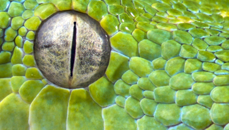 Nhìn mắt đoán tên động vật 