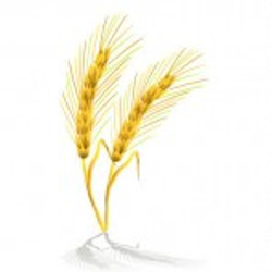 flashcard-cho-be-chu-de-mua-thu