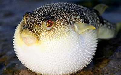 Sea Animals Vocabulary