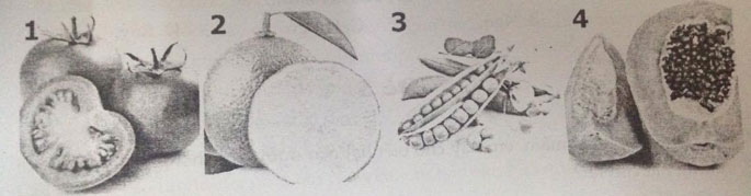 Đề kiểm tra Sinh học 6