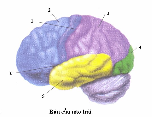 Đề kiểm tra 15 phút môn Sinh học lớp 8 bài: Đại não