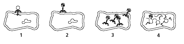 Đề thi IOE Tiếng Anh qua mạng lớp 6 Đề thi Olympic Tiếng Anh lớp 6 vòng 3