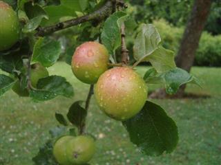 Thử tài đoán từ vựng Tiếng Anh qua hình ảnh - Bài 1