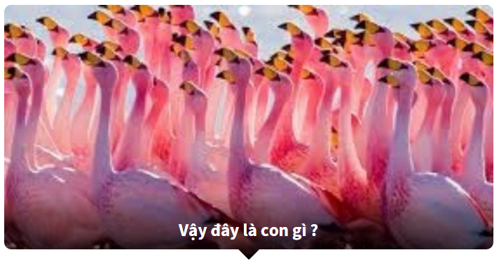 đoán tên tiếng anh của các loài động vật