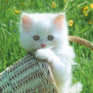 flashcard-cho-be-chu-de-ten-cac-loai-dong-vat