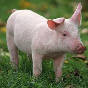 flashcard-cho-be-chu-de-ten-cac-loai-dong-vat