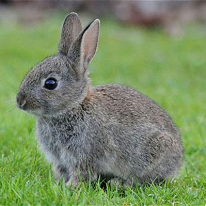 flashcard-cho-be-chu-de-ten-cac-loai-dong-vat