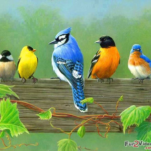 flashcard-cho-be-chu-de-ten-cac-loai-dong-vat