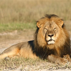 flashcard-cho-be-chu-de-ten-cac-loai-dong-vat