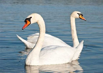 Trắc nghiệm đoán tên động vật