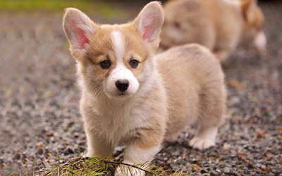 Từ vựng Tiếng Anh