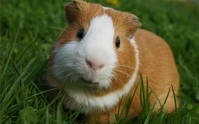 từ vựng tiếng anh